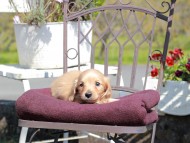 Kaninchen_Dachshund_7481