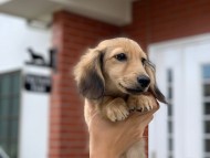 Kaninchen_Dachshund_7482