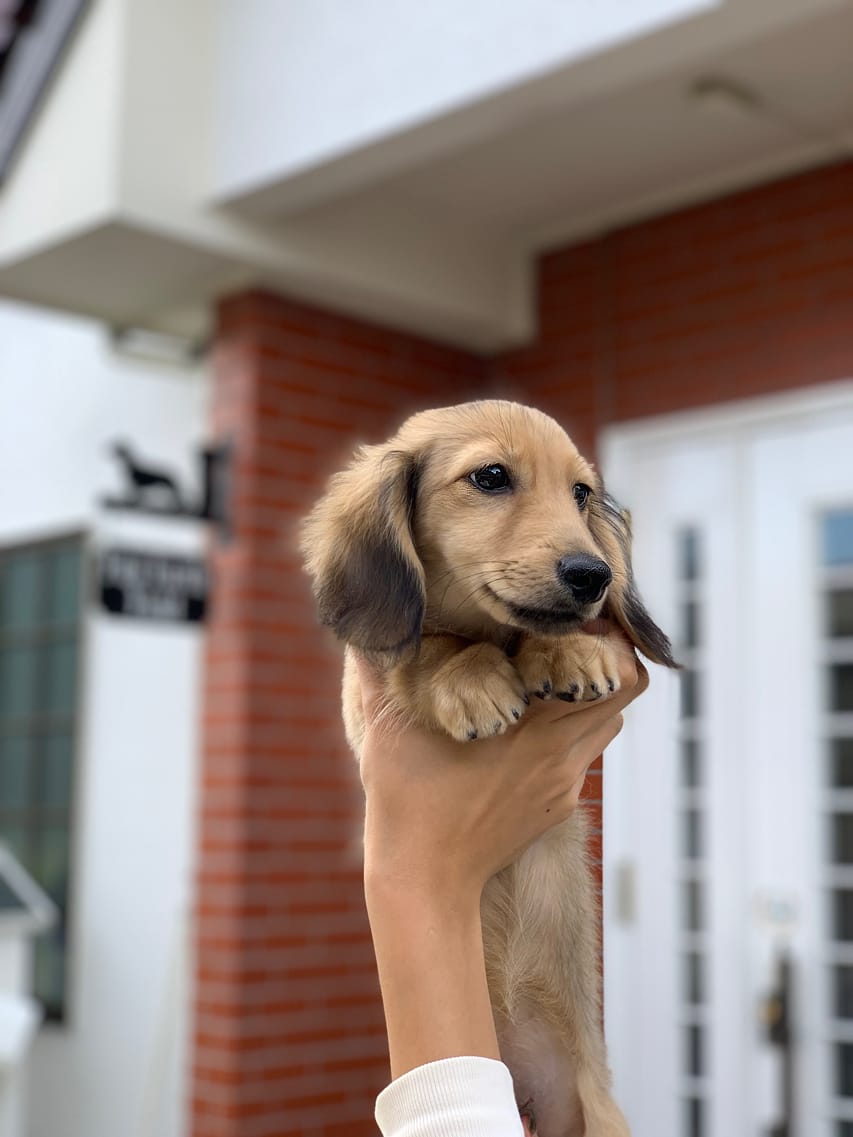 カニンヘンダックスフンド もなか&ナイトの子犬 イエロー 男の子