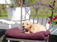 Kaninchen_Dachshund_7483