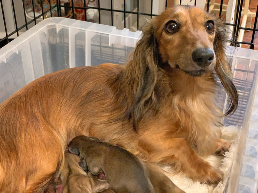カニンヘンダックスフンド チャンミ 10月22日子犬の出産