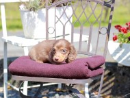 Kaninchen_Dachshund_7503