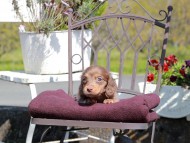 Kaninchen_Dachshund_7515