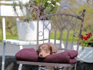 Kaninchen_Dachshund_7541
