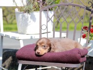 Kaninchen_Dachshund_7550 Kaninchen_Dachshund_7550