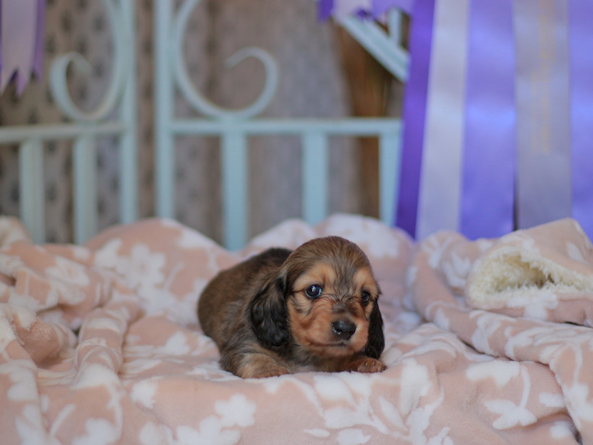 カニンヘンダックスフンド バルーン&スパーキの子犬 イエロー 男の子