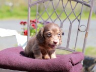 Kaninchen_Dachshund_7609
