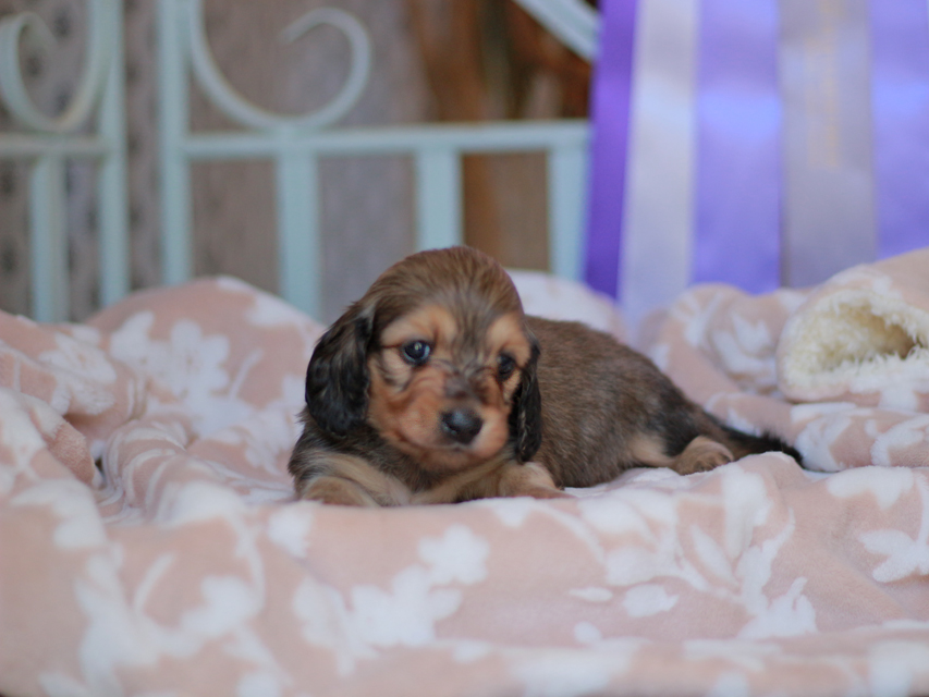 カニンヘンダックスフンド バルーン&スパーキの子犬 イエロー 男の子