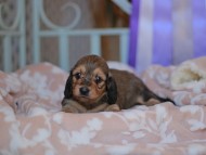 Kaninchen_Dachshund_7616