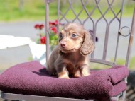 Kaninchen_Dachshund_7617 Kaninchen_Dachshund_7617