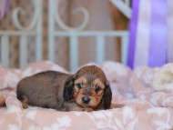 Kaninchen_Dachshund_7618