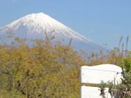 Kaninchen_Dachshund_7630