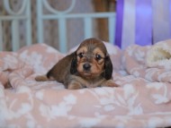 Kaninchen_Dachshund_7644 Kaninchen_Dachshund_7644