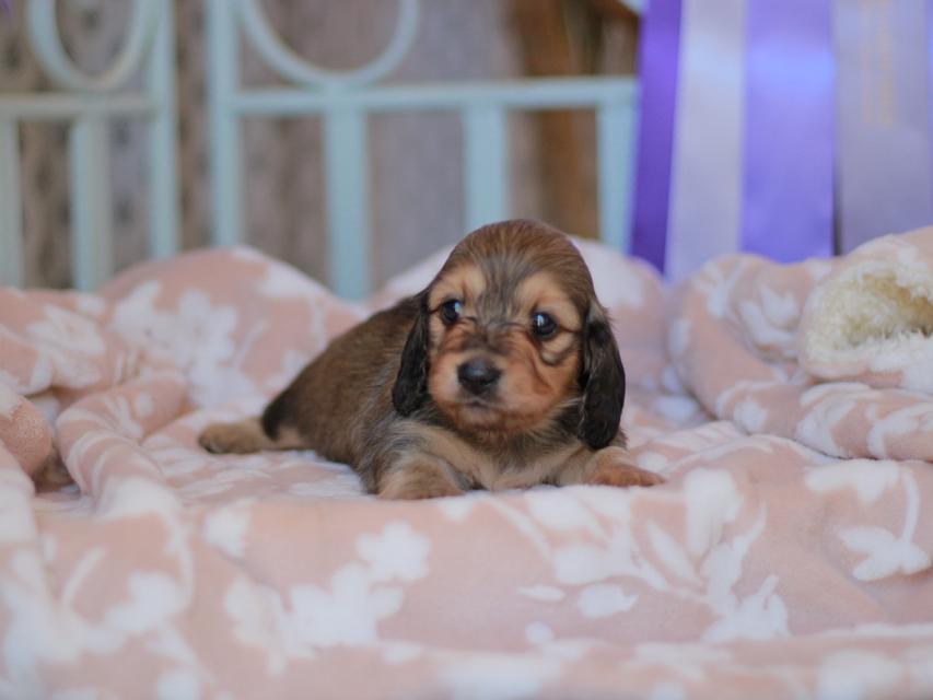 カニンヘンダックスフンド バルーン&スパーキの子犬 イエロー 男の子