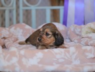 Kaninchen_Dachshund_7646