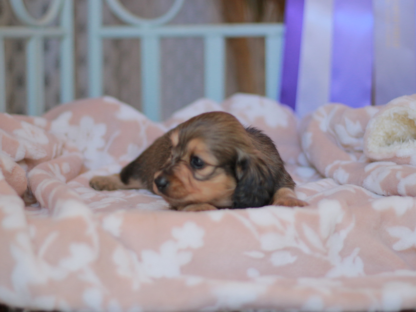 カニンヘンダックスフンド バルーン&スパーキの子犬 イエロー 男の子