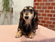 Kaninchen_Dachshund_790
