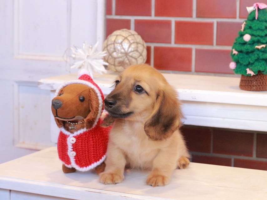 カニンヘンダックスフンド カメオ & ボノの子犬 レッド 男の子Kaninchen_Dachshund_7994 カニンヘンダックスフンド カメオ & ボノの子犬 レッド 男の子