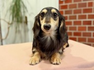 Kaninchen_Dachshund_800
