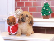 Kaninchen_Dachshund_8003