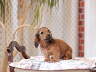 Kaninchen_Dachshund_8004