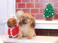 Kaninchen_Dachshund_8004