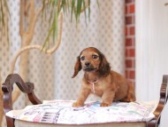 Kaninchen_Dachshund_8006