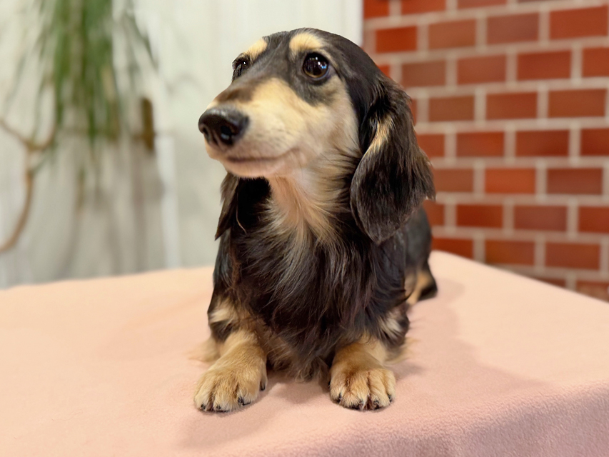 カニンヘンダックスフンド ミカゲ