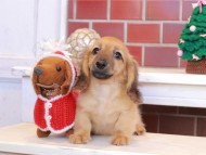 Kaninchen_Dachshund_8013