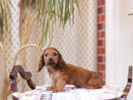 Kaninchen_Dachshund_8014
