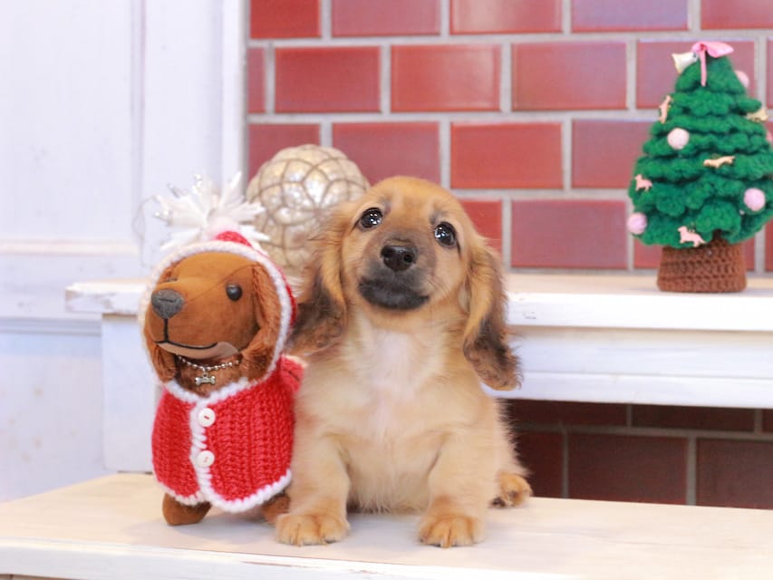 カニンヘンダックスフンド カメオ & ボノの子犬 レッド 男の子Kaninchen_Dachshund_8020 カニンヘンダックスフンド カメオ & ボノの子犬 レッド 男の子