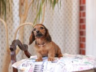 Kaninchen_Dachshund_8022