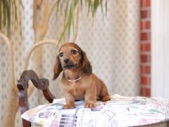 Kaninchen_Dachshund_8023