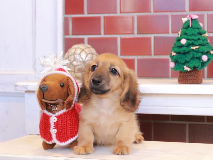 カニンヘンダックスフンド カメオ & ボノの子犬 レッド 男の子Kaninchen_Dachshund_8023 カニンヘンダックスフンド カメオ & ボノの子犬 レッド 男の子