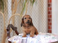 Kaninchen_Dachshund_8024