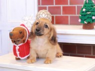 Kaninchen_Dachshund_8026 Kaninchen_Dachshund_8026