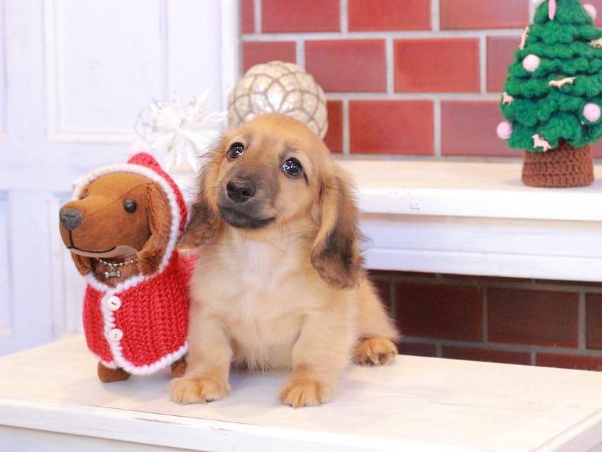 カニンヘンダックスフンド カメオ & ボノの子犬 レッド 男の子Kaninchen_Dachshund_8026 カニンヘンダックスフンド カメオ & ボノの子犬 レッド 男の子