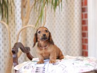 Kaninchen_Dachshund_8027