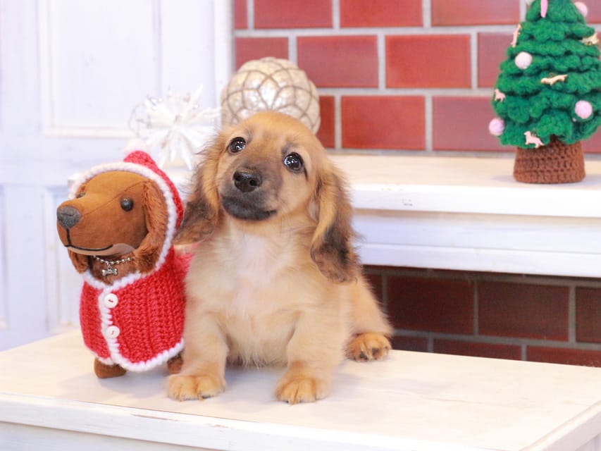 カニンヘンダックスフンド カメオ & ボノの子犬 レッド 男の子Kaninchen_Dachshund_8028 カニンヘンダックスフンド カメオ & ボノの子犬 レッド 男の子