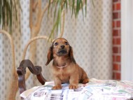 Kaninchen_Dachshund_8030