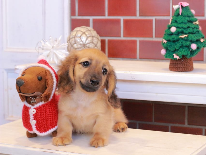 カニンヘンダックスフンド カメオ & ボノの子犬 レッド 男の子Kaninchen_Dachshund_8032 カニンヘンダックスフンド カメオ & ボノの子犬 レッド 男の子