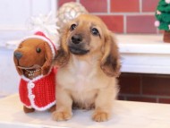 Kaninchen_Dachshund_8046 Kaninchen_Dachshund_8046