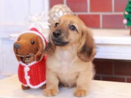 Kaninchen_Dachshund_8047 Kaninchen_Dachshund_8047