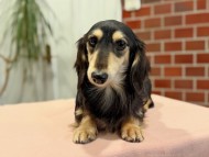 Kaninchen_Dachshund_805 Kaninchen_Dachshund_805