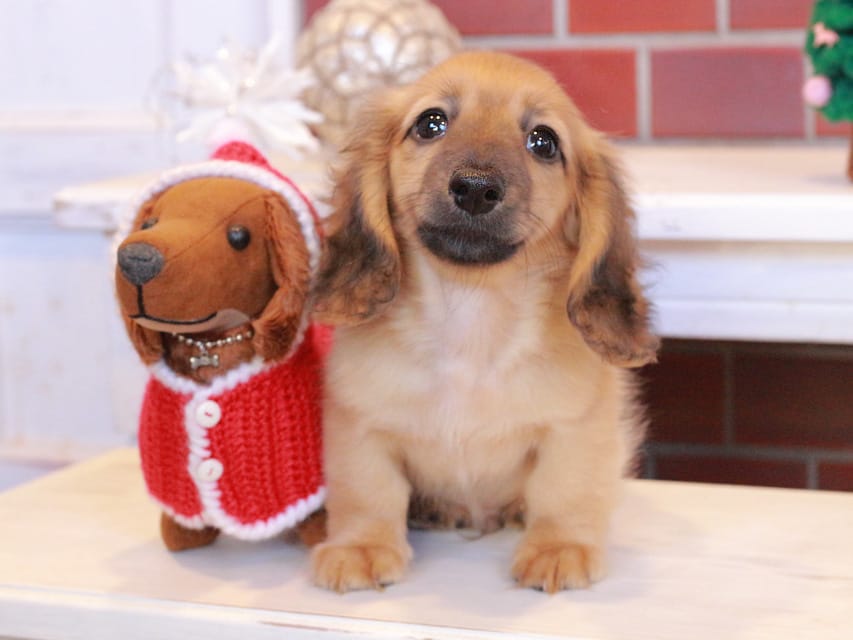 カニンヘンダックスフンド カメオ & ボノの子犬 レッド 男の子Kaninchen_Dachshund_8050 カニンヘンダックスフンド カメオ & ボノの子犬 レッド 男の子