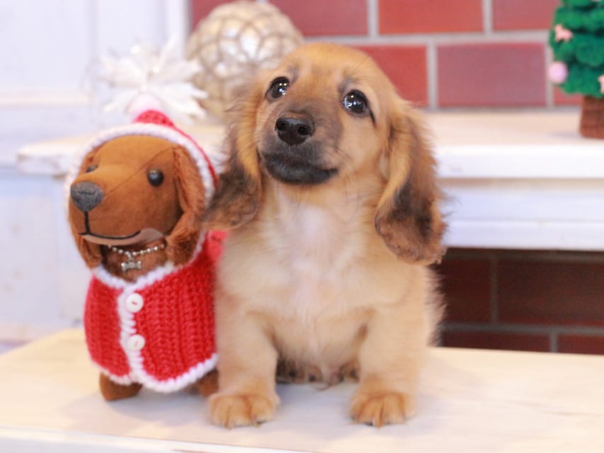 カニンヘンダックスフンド カメオ & ボノの子犬 レッド 男の子Kaninchen_Dachshund_8052 カニンヘンダックスフンド カメオ & ボノの子犬 レッド 男の子