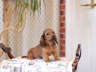 Kaninchen_Dachshund_8054