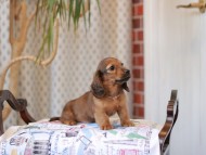 Kaninchen_Dachshund_8058
