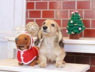 Kaninchen_Dachshund_8072