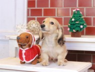 Kaninchen_Dachshund_8073